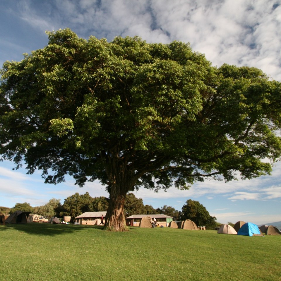 Zeltcamping Safari – Campingplatz